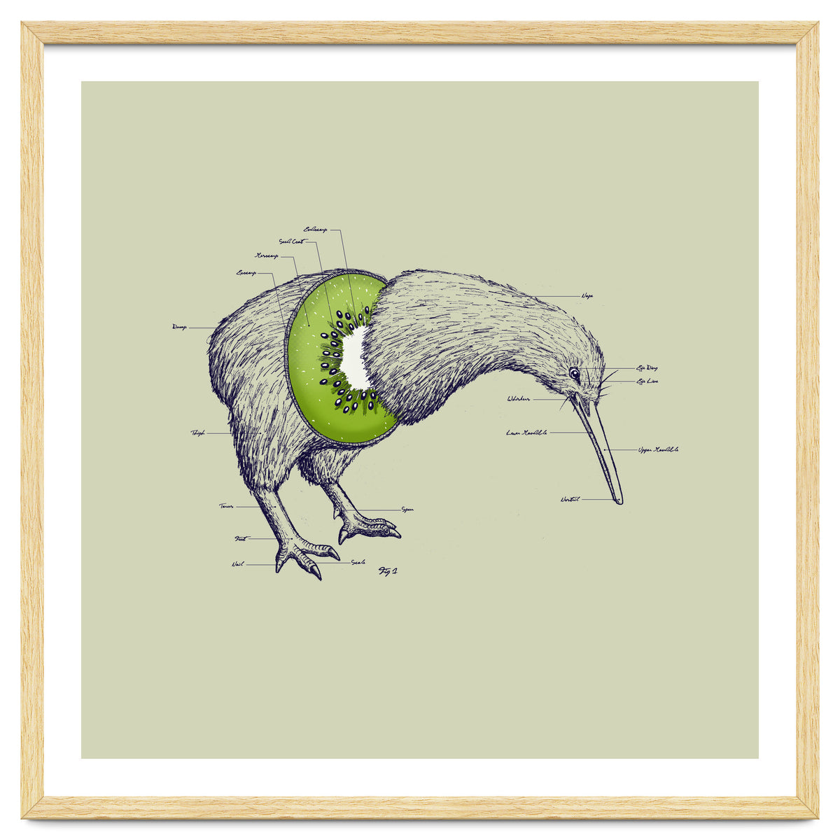 Kiwi Anatomy