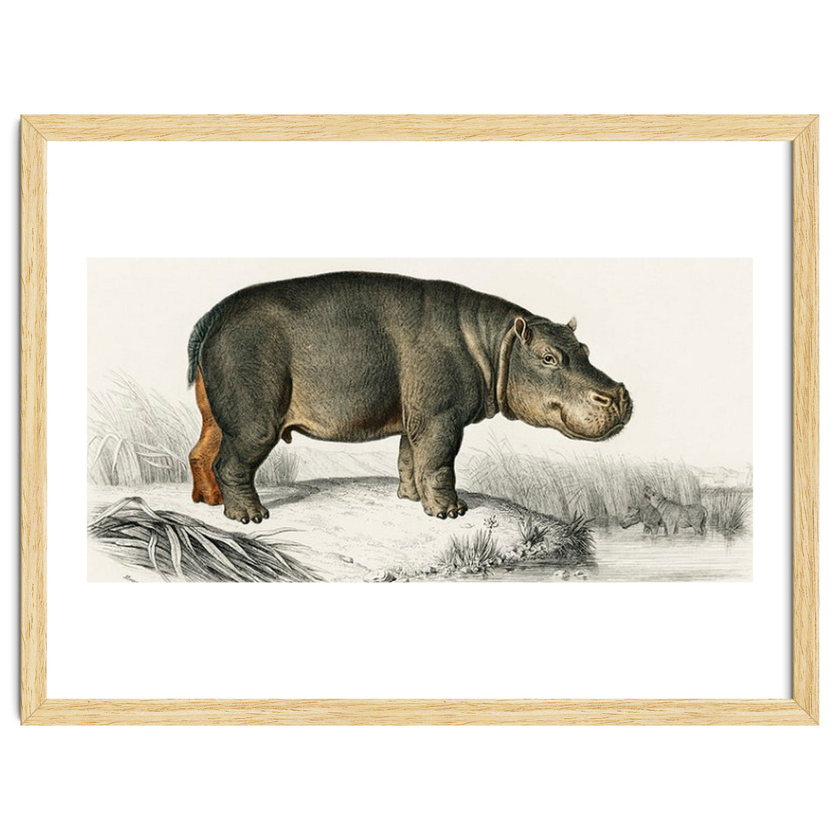 Hippopotamus illustrated