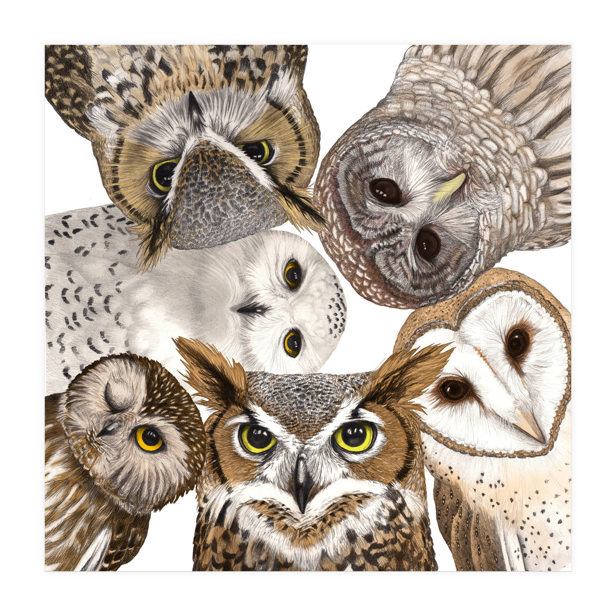 Owls (Print Only)