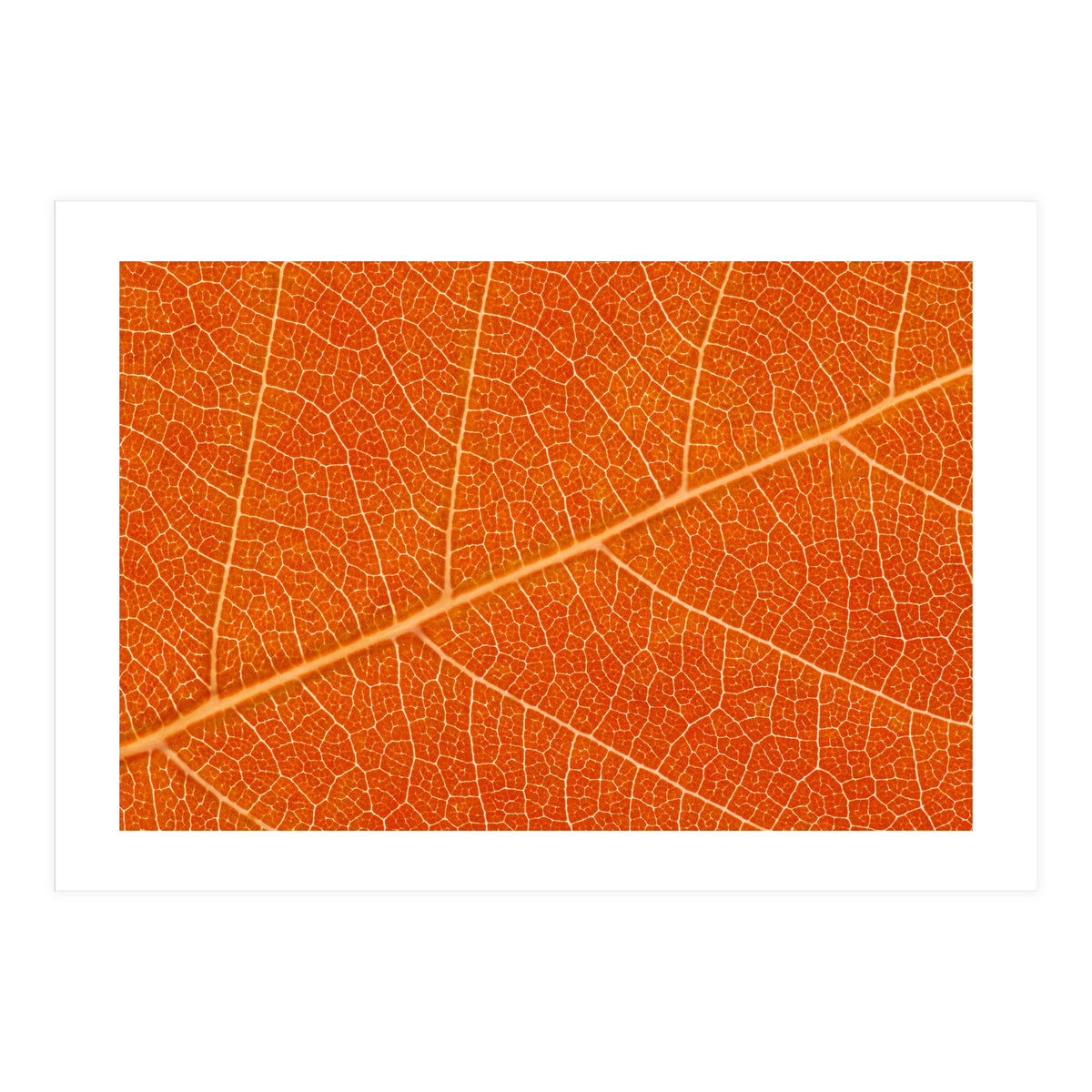 Autumn Leaf (Print Only)