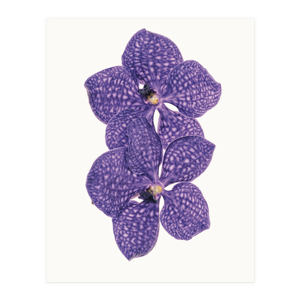 Cc Flower 06 (Print Only)