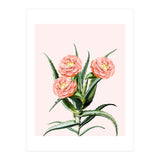 Blush Cactus V2 (Print Only) thumbnail