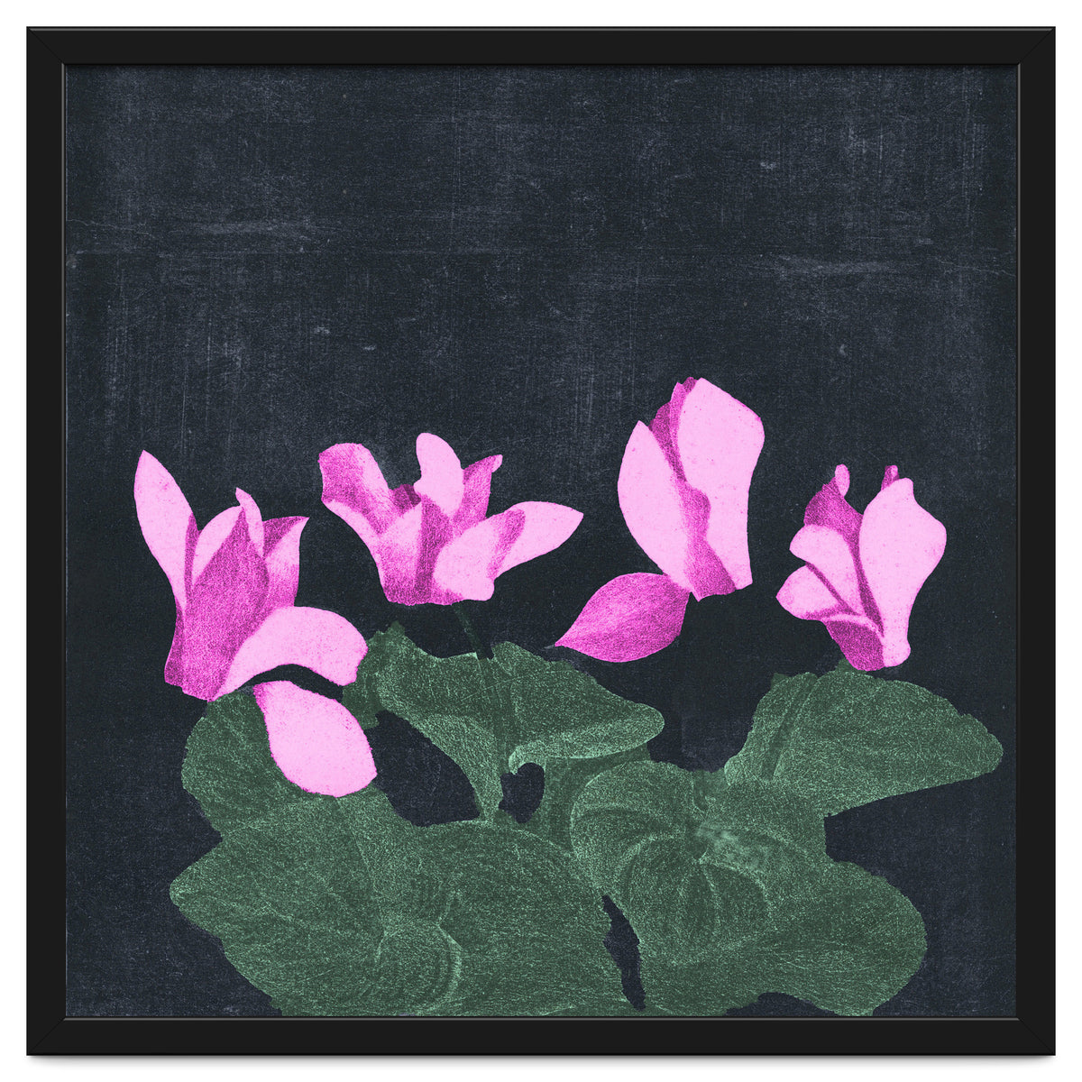 Cyclamen