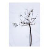 Wildflower in Winter (Print Only) thumbnail