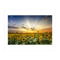 Sunflower field in the evening  (Print Only)