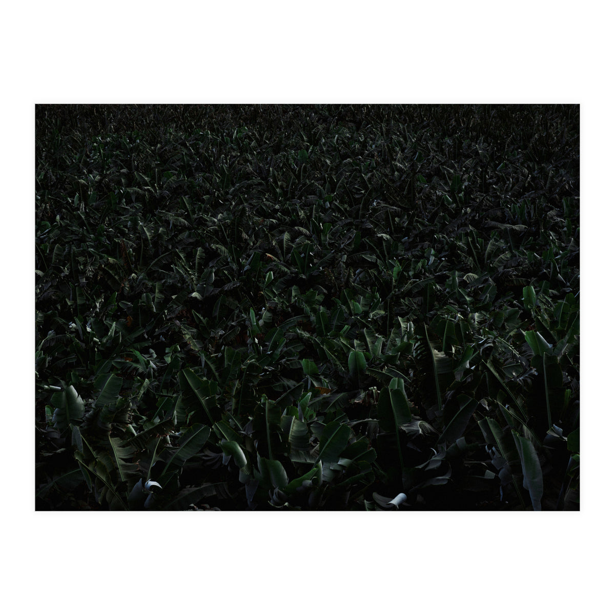 Obscurity (Print Only)