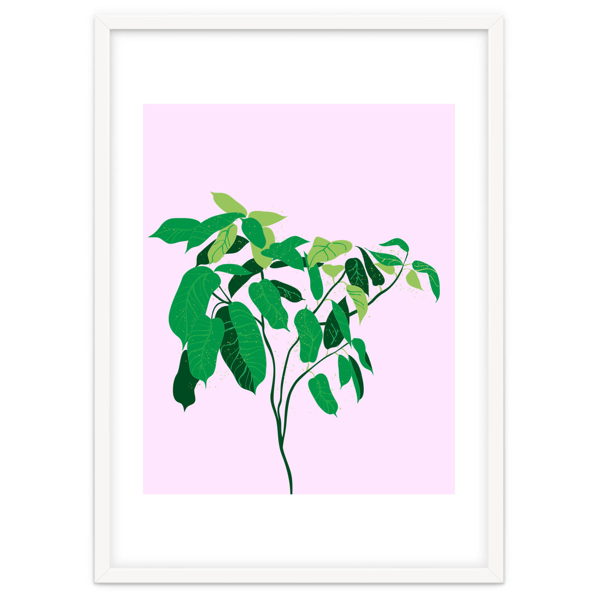 Ficus on Pink Background
