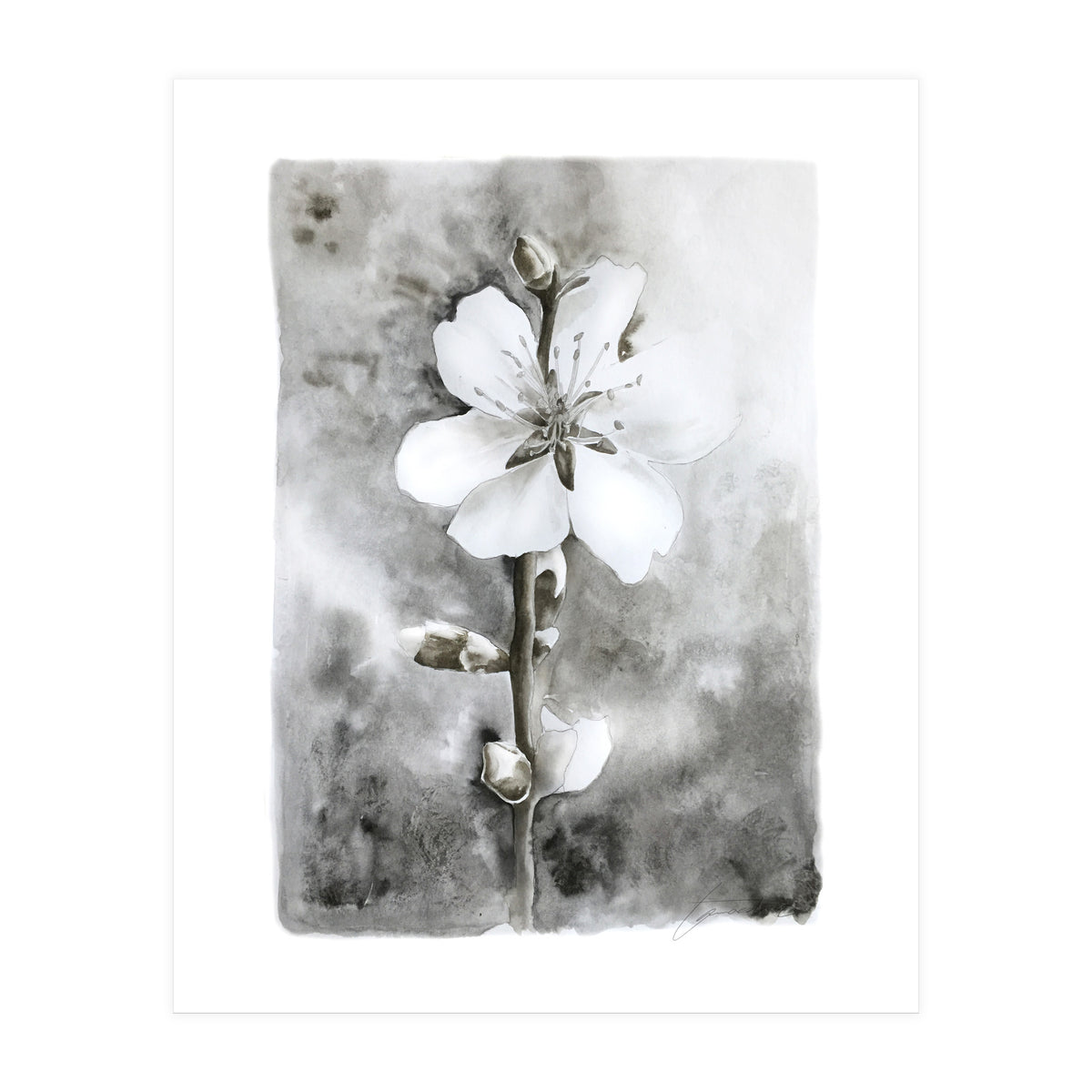 White flower (Print Only)