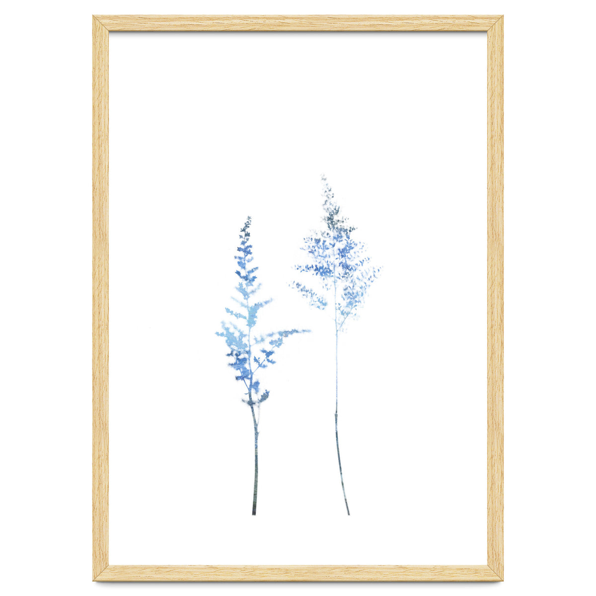 Blue Astilbe