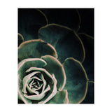 Darkside Of Succulents 4-C (Print Only) thumbnail