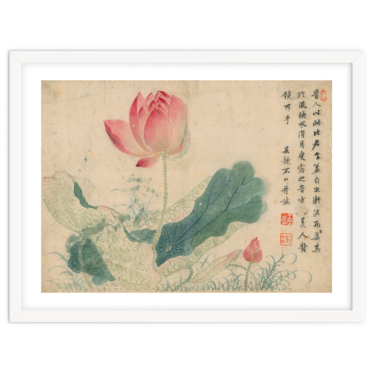 Qing Wangwu Flower album, lotus, lotus leaf, pond, copy of water grass