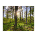 Spring Sun (Print Only) thumbnail