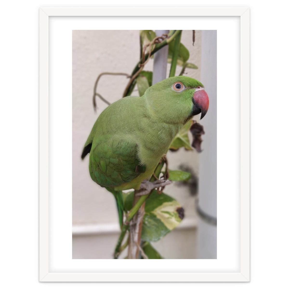 Dazzling Indian Parrot