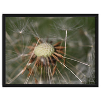 Dandelion Seeds