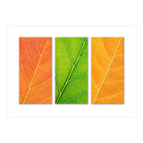 Autumn Leaves (Print Only) thumbnail