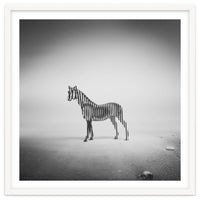 Zebra Mist