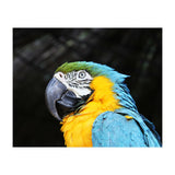 Parrot (Print Only) thumbnail