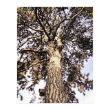 Bucolism 6 (Print Only) thumbnail