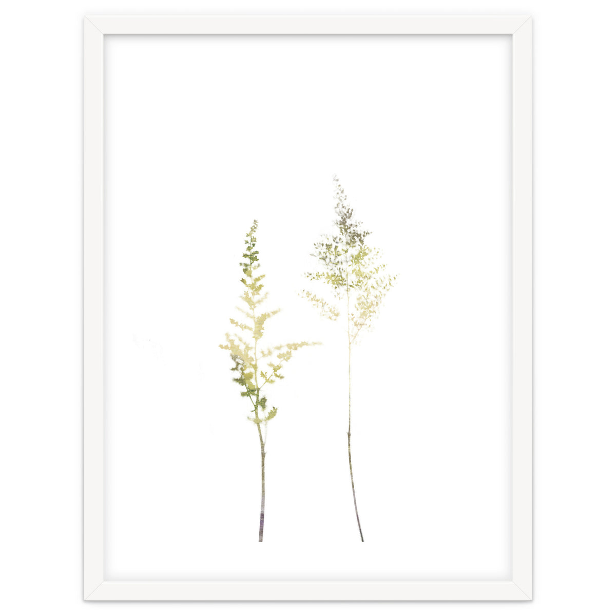 Neutral Astilbe
