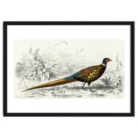Ring-neckrd pheasant illustrated