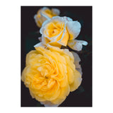 Yellow Rose (Print Only) thumbnail