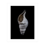 Shells No 12 Color Version (Print Only) thumbnail