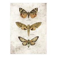 Butterflies VI (Print Only)