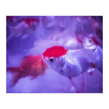 Golden Fish (Print Only) thumbnail
