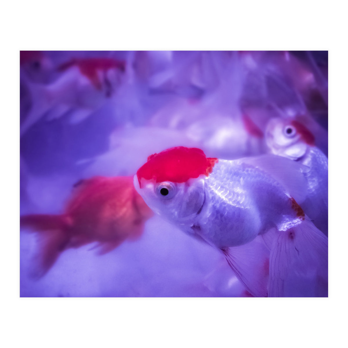 Golden Fish (Print Only)