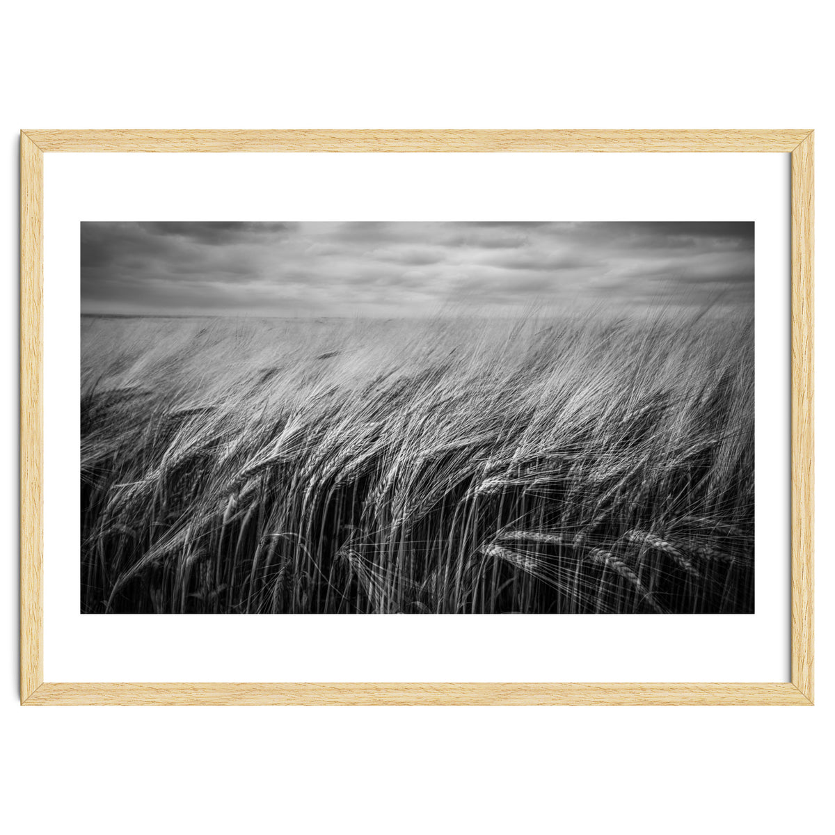 Moody Barley Field