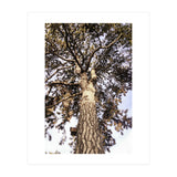 Bucolism 6 (Print Only) thumbnail