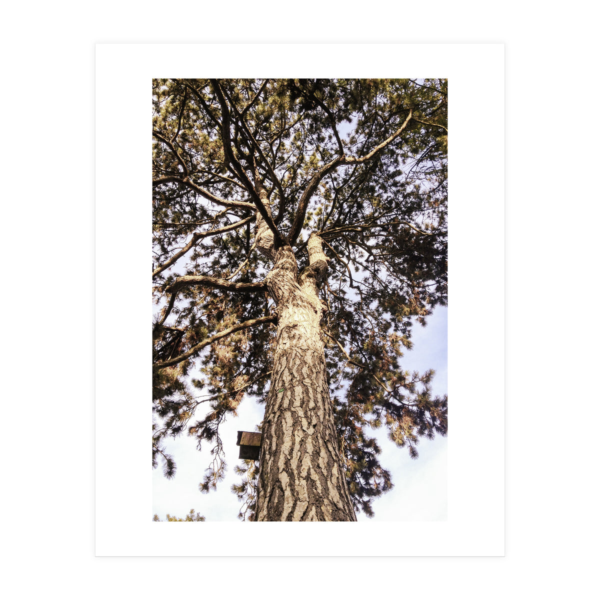 Bucolism 6 (Print Only)