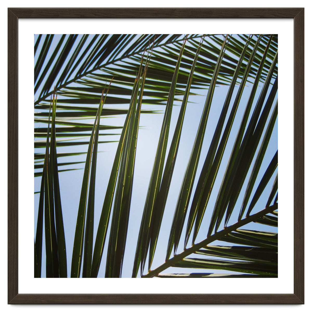 palm fronds