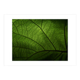 Macro (Print Only) thumbnail
