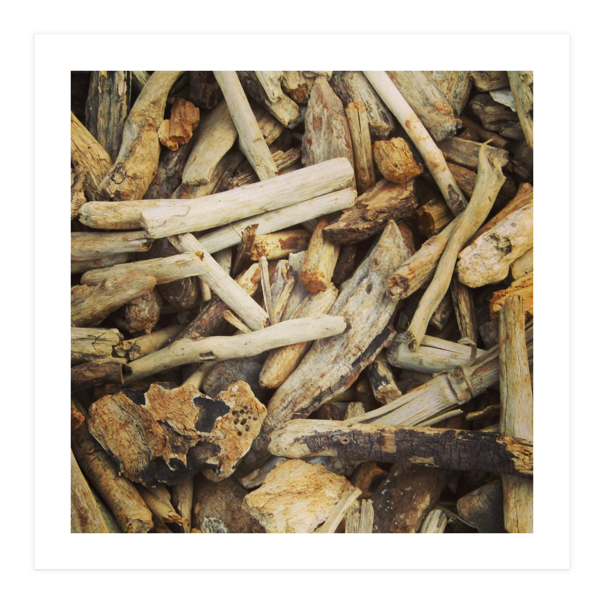 Driftwood (Print Only)
