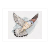 Flying Kestrel (Print Only) thumbnail