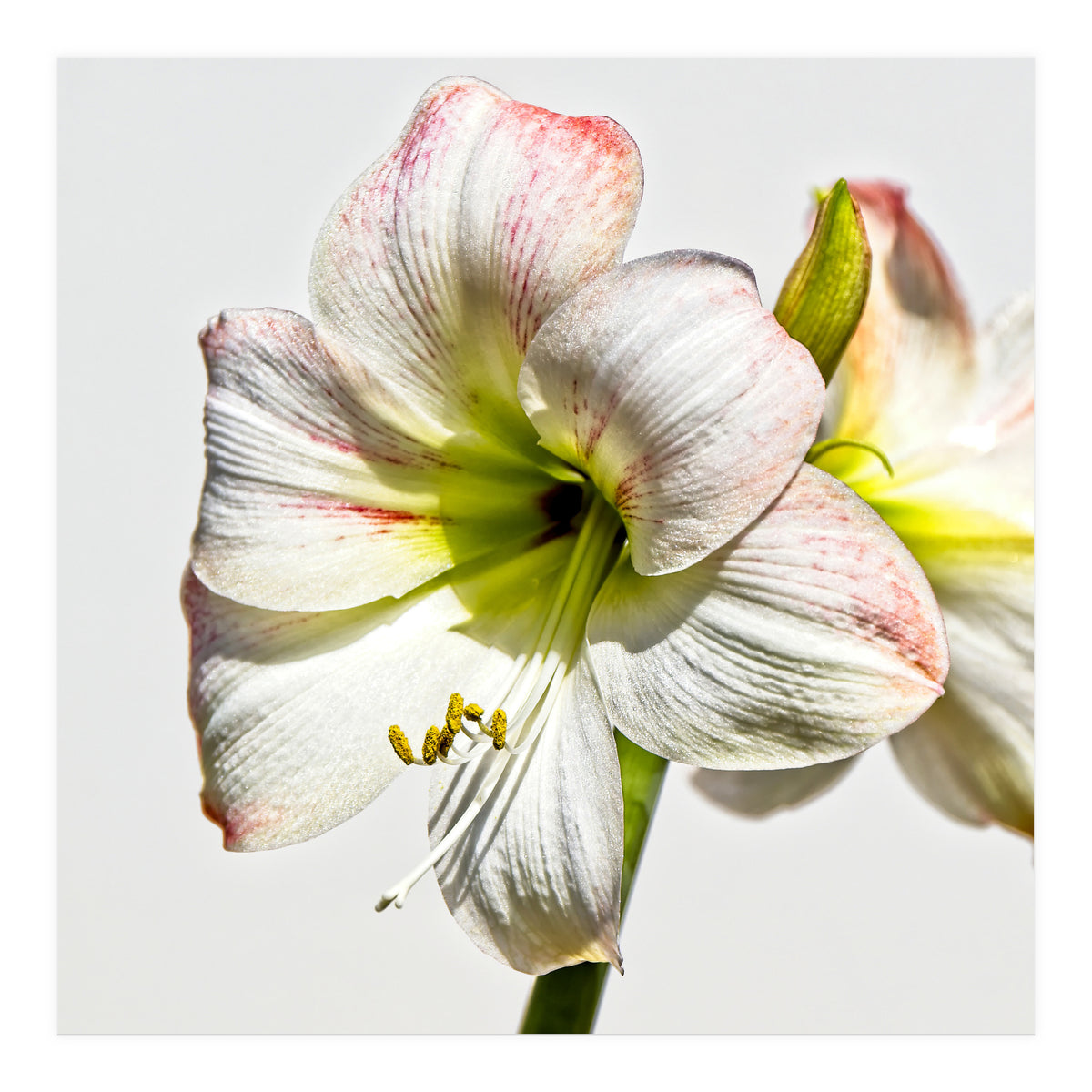 Amaryllis 1 (Print Only)