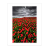 Wild Poppies (Print Only) thumbnail