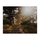 Golden Gate Park (Print Only) thumbnail