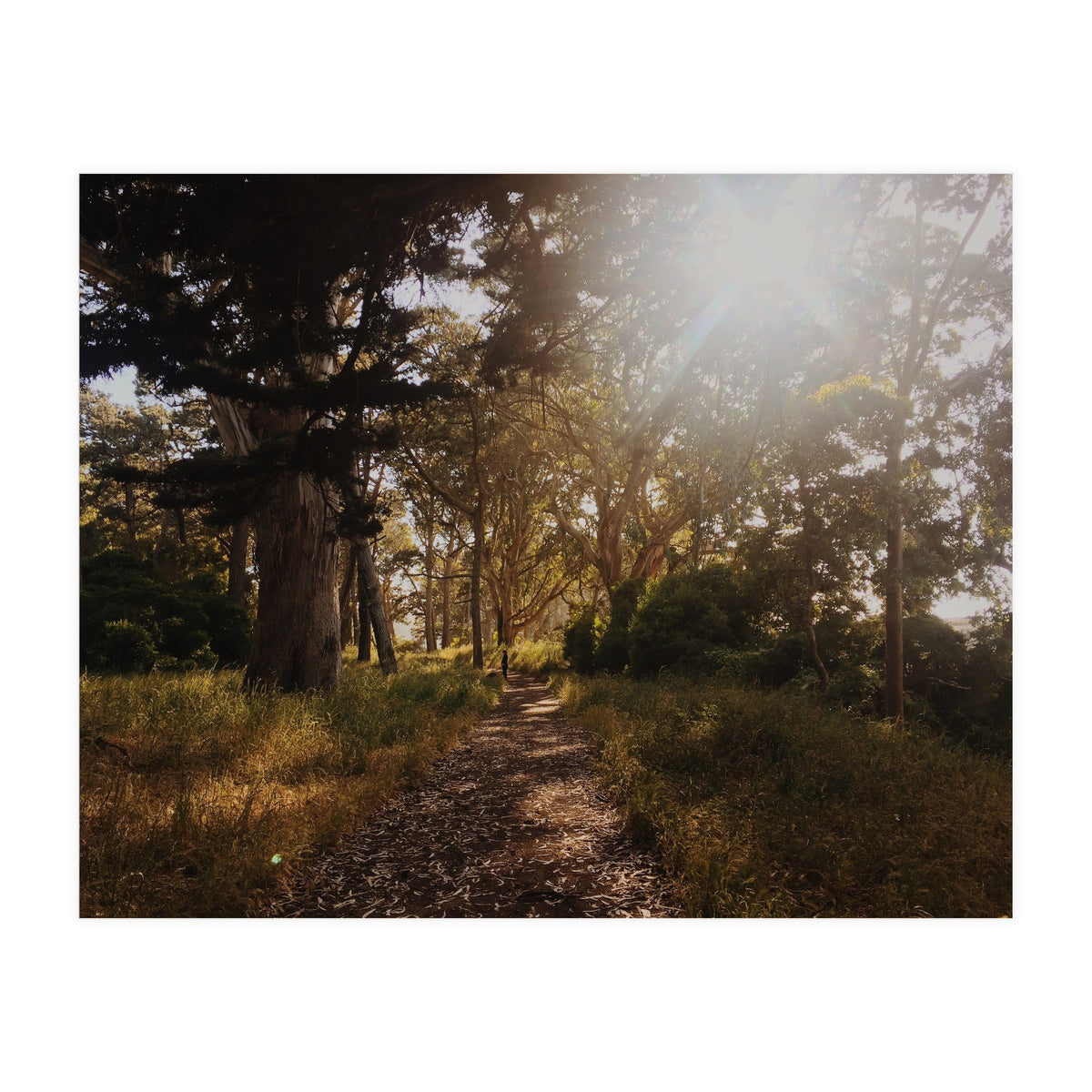 Golden Gate Park (Print Only)