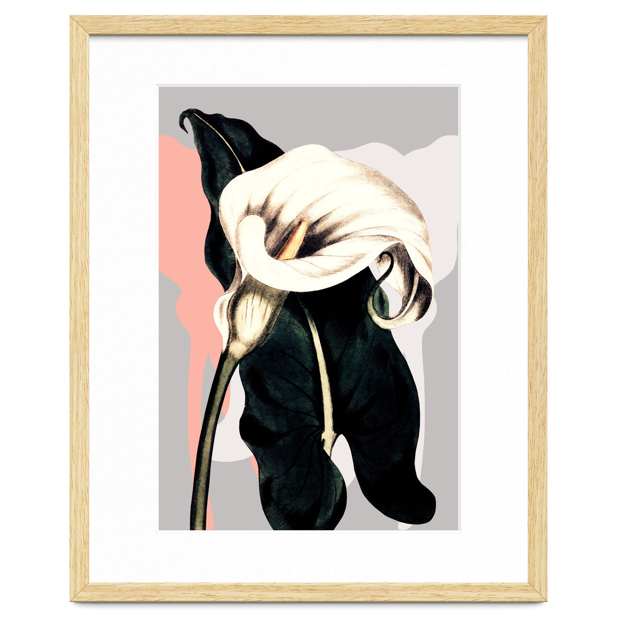 Calla lily flower