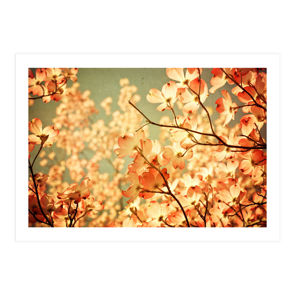 Vintage Pink (Print Only)