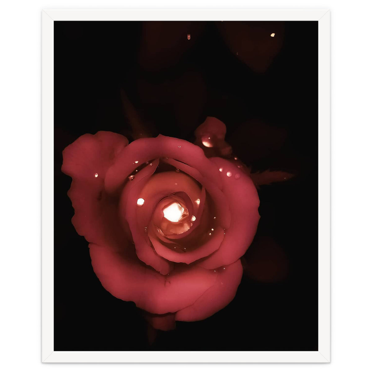 Lighting Rose