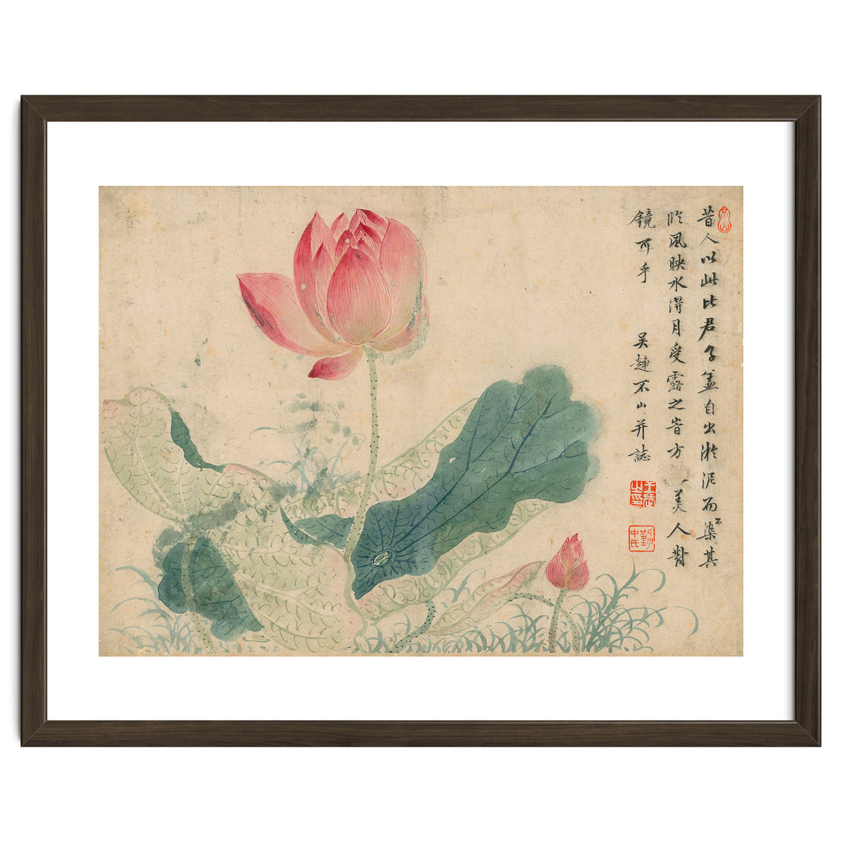 Qing Wangwu Flower album, lotus, lotus leaf, pond, copy of water grass