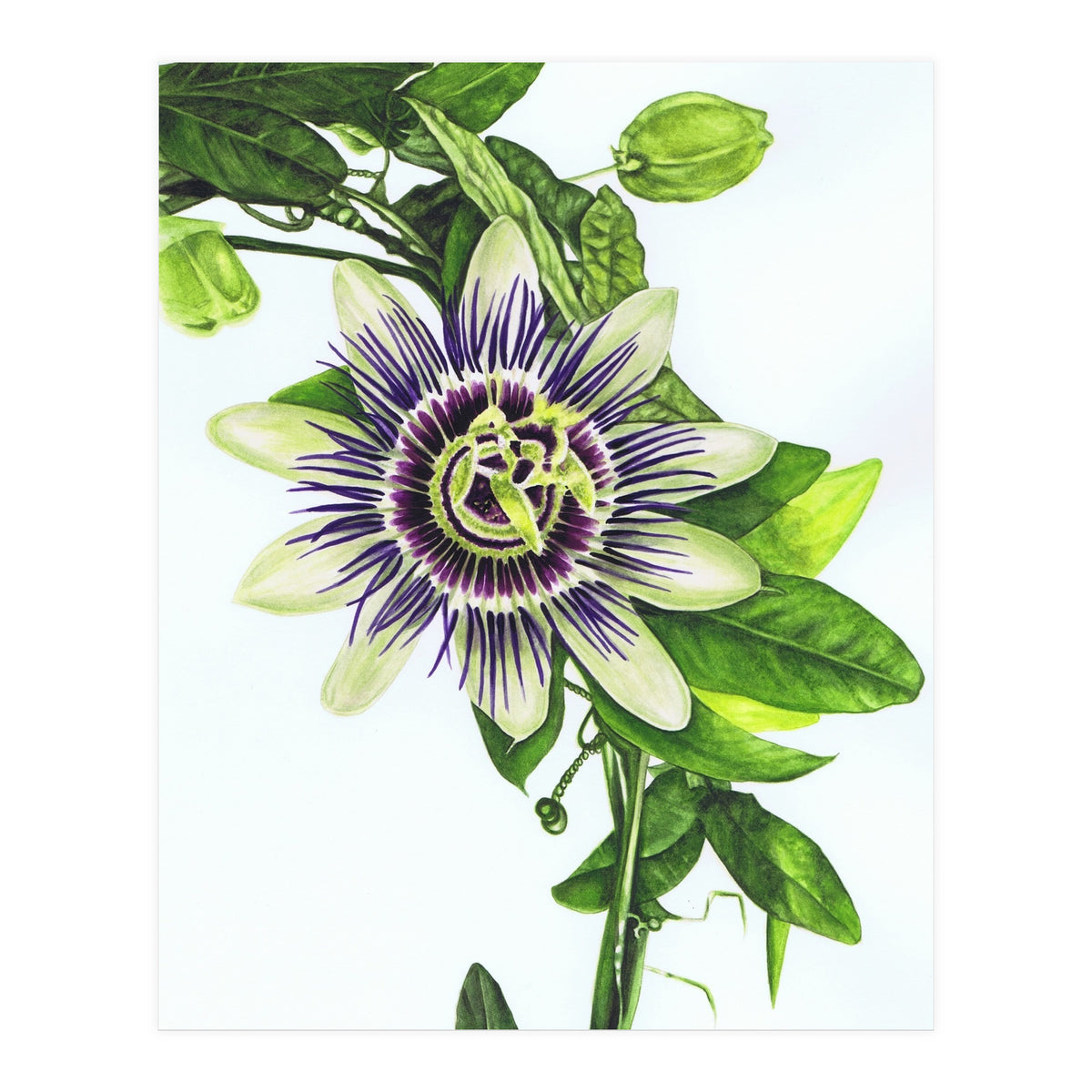 Passion Flower (Print Only)