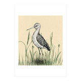 Black-tailed godwit in the grass (Print Only) thumbnail