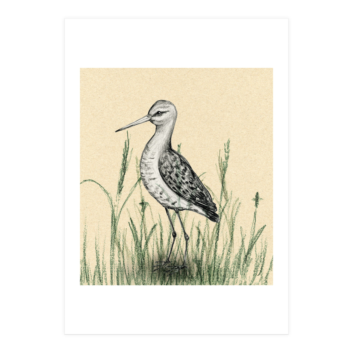 Black-tailed godwit in the grass (Print Only)