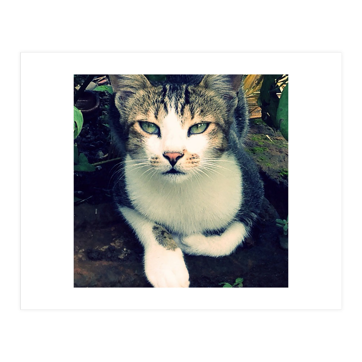 Photogenic Cat (Print Only)