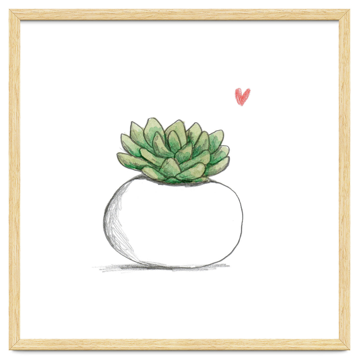Succulent in Small White Planter