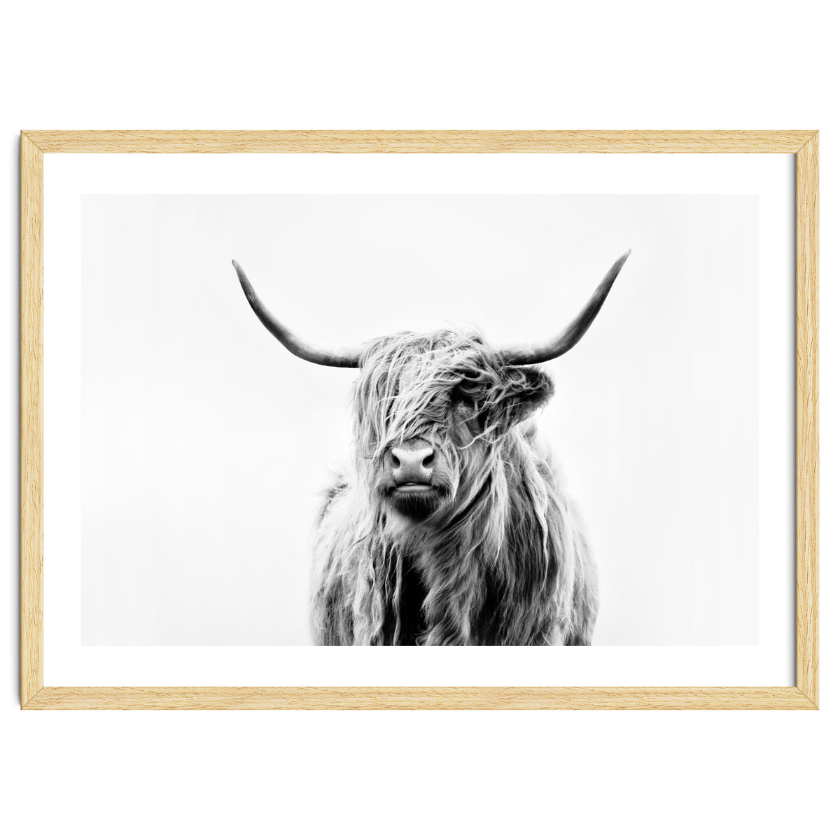 Portrait of a Highland Cow II